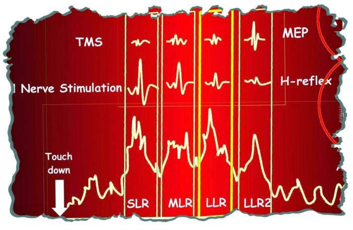 Função Neuromuscular